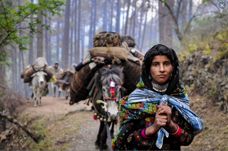 Gujjar in Kashmir India